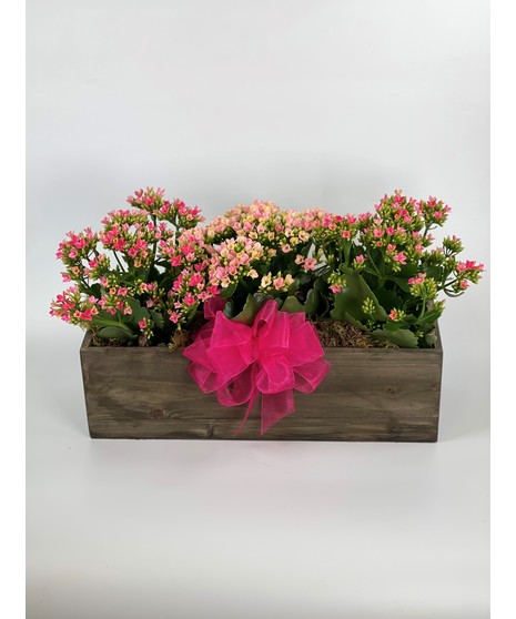 Kalanchoe Trio