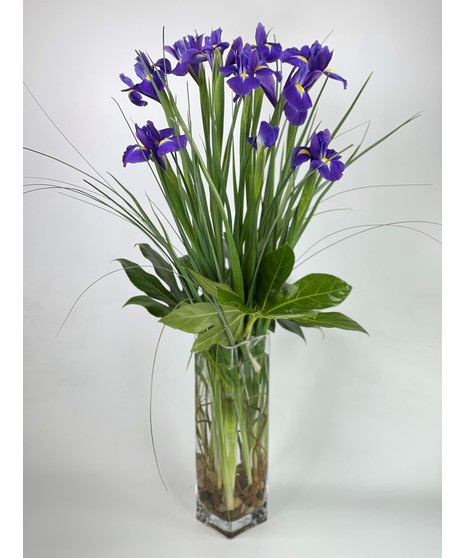 Beautiful Iris