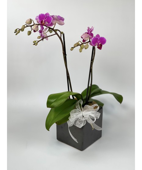 Mini Phalaenopsis Orchid Plant