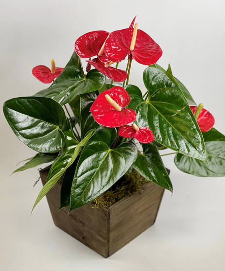 Anthurium Plant