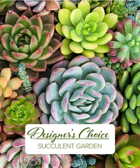 Designer's Choice - Succulent Garden